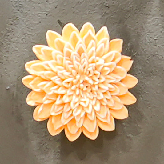 Dahlia Wall Flower